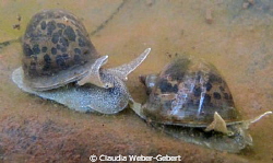 ...THE RACE.... ;-)
freshwater macro by Claudia Weber-Gebert 
